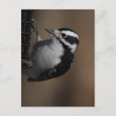 Downy Woodpecker briefkaart (Voorkant)