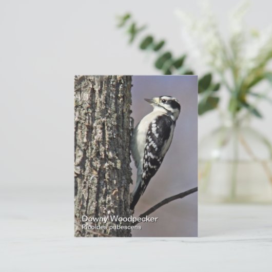 Downy Woodpecker Briefkaart (Staand voorkant)