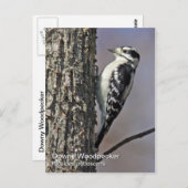 Downy Woodpecker Briefkaart (Voorkant / Achterkant)