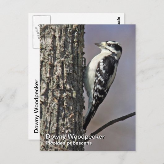 Downy Woodpecker Briefkaart (Voorkant / Achterkant)