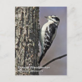 Downy Woodpecker Briefkaart (Voorkant)