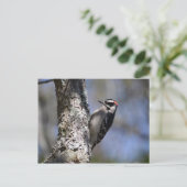 Downy Woodpecker Briefkaart (Staand voorkant)