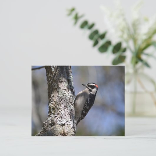 Downy Woodpecker Briefkaart (Staand voorkant)