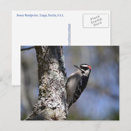 Downy Woodpecker Briefkaart (Voorkant / Achterkant)