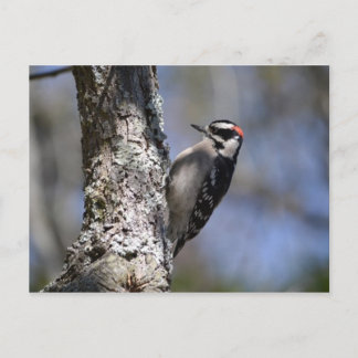 Downy Woodpecker Briefkaart