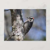 Downy Woodpecker Briefkaart (Voorkant)