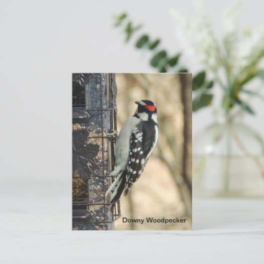 Downy Woodpecker Briefkaart (Staand voorkant)