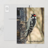 Downy Woodpecker Briefkaart (Voorkant / Achterkant)
