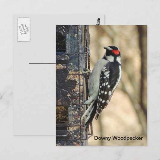 Downy Woodpecker Briefkaart (Voorkant / Achterkant)