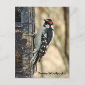 Downy Woodpecker Briefkaart (Voorkant)