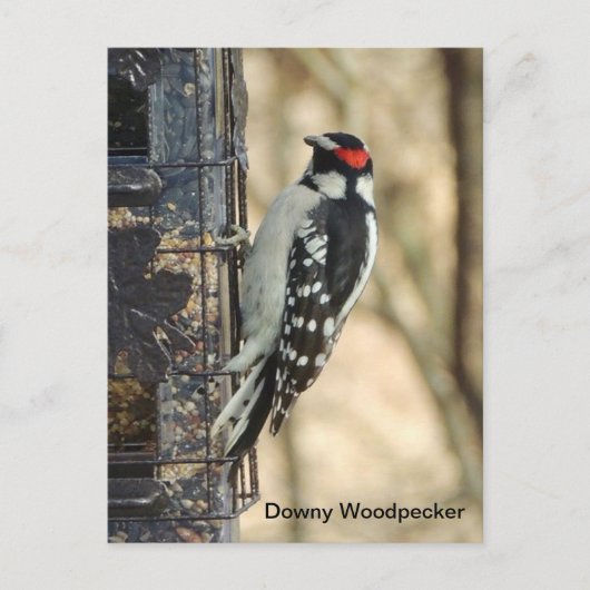 Downy Woodpecker Briefkaart (Voorkant)