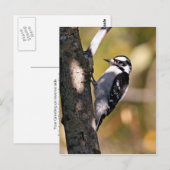 Downy Woodpecker Briefkaart (Voorkant / Achterkant)