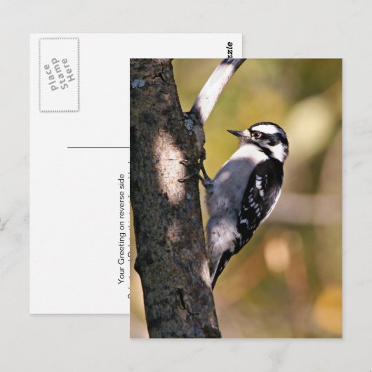 Downy Woodpecker Briefkaart (Voorkant / Achterkant)