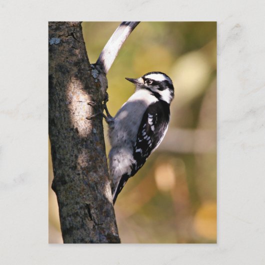 Downy Woodpecker Briefkaart (Voorkant)