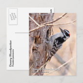 Downy Woodpecker Briefkaart (Voorkant / Achterkant)