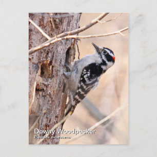 Downy Woodpecker Briefkaart