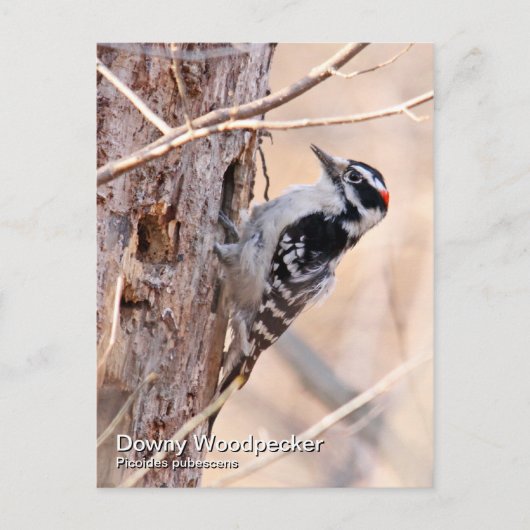 Downy Woodpecker Briefkaart (Voorkant)