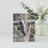 Downy Woodpecker Briefkaart (Staand voorkant)