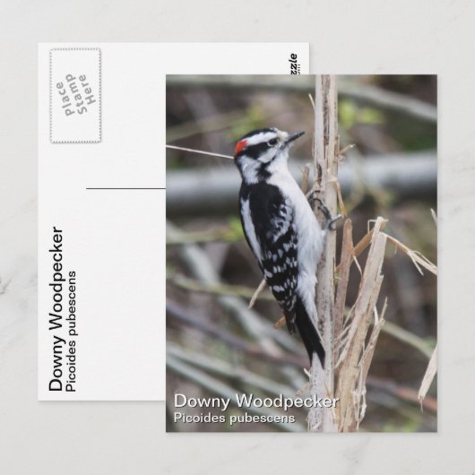 Downy Woodpecker Briefkaart (Voorkant / Achterkant)