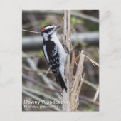 Downy Woodpecker Briefkaart (Voorkant)