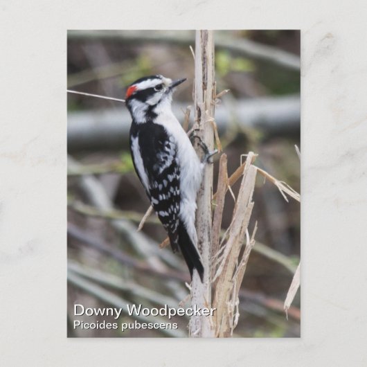 Downy Woodpecker Briefkaart (Voorkant)