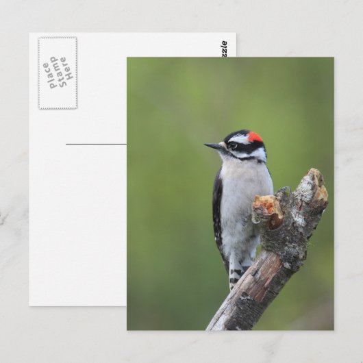 Downy Woodpecker Briefkaart (Voorkant / Achterkant)