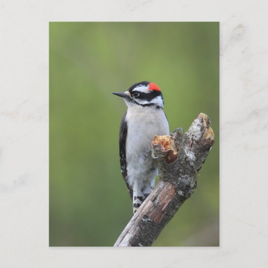 Downy Woodpecker Briefkaart (Voorkant)