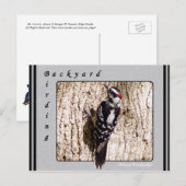 Downy Woodpecker Briefkaart (Voorkant / Achterkant)