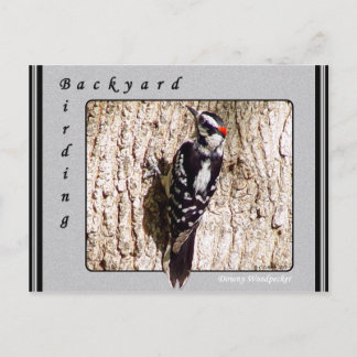 Downy Woodpecker Briefkaart