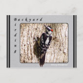 Downy Woodpecker Briefkaart (Voorkant)
