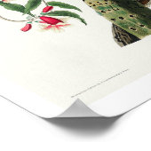 Downy Woodpecker door Audubon Poster (Hoek)