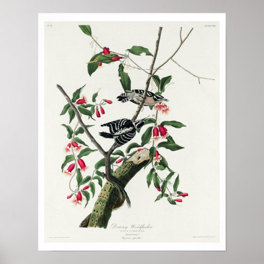 Downy Woodpecker door Audubon Poster (Voorkant)