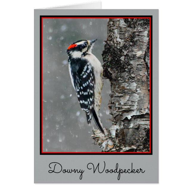 Downy Woodpecker in sneeuw - Originele foto (Voorkant)