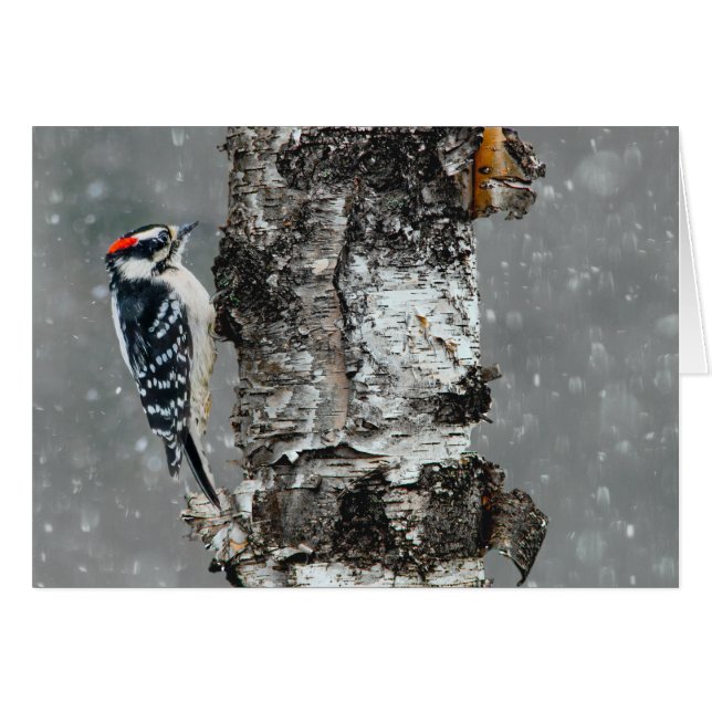 Downy Woodpecker in sneeuw - Originele foto (Voorkant Horizontaal)