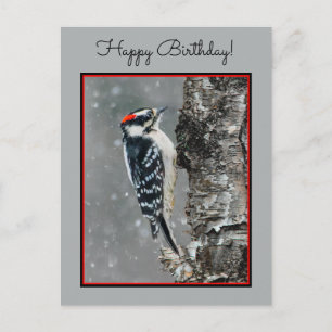 Downy Woodpecker in sneeuw - Originele foto Briefkaart