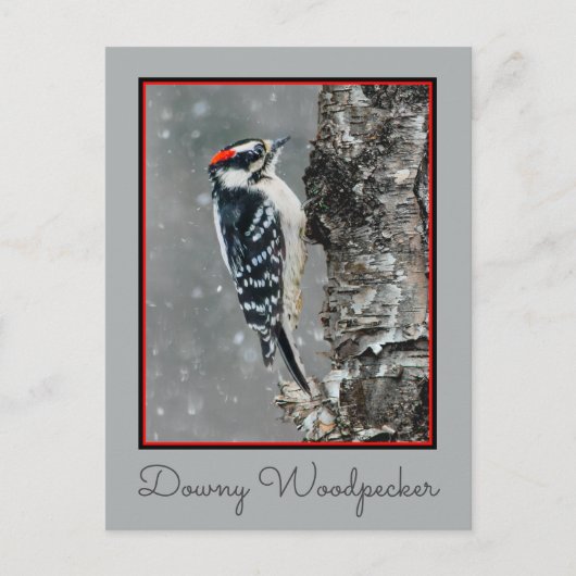 Downy Woodpecker in sneeuw - Originele foto Briefkaart (Voorkant)