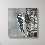 Downy Woodpecker in sneeuw - Originele foto Canvas Afdruk (Voorkant)