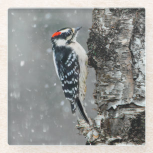 Downy Woodpecker in sneeuw - Originele foto Glazen Onderzetter