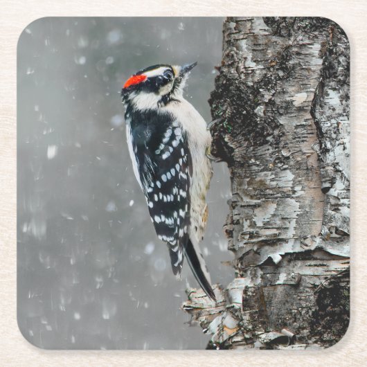 Downy Woodpecker in sneeuw - Originele foto Kartonnen Onderzetters (Voorkant)