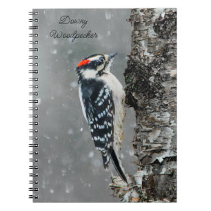 Downy Woodpecker in sneeuw - Originele foto Notitieboek