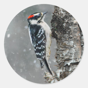 Downy Woodpecker in sneeuw - Originele foto Ronde Sticker