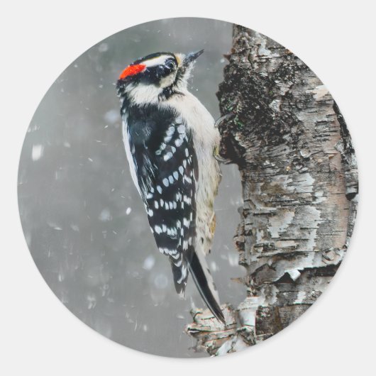 Downy Woodpecker in sneeuw - Originele foto Ronde Sticker (Voorkant)