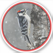 Downy Woodpecker in sneeuw - Originele foto Sticker (Voorkant)