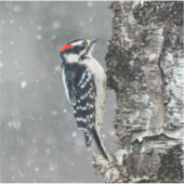 Downy Woodpecker in sneeuw - Originele foto Sticker (Voorkant)