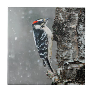 Downy Woodpecker in sneeuw - Originele foto Tegeltje