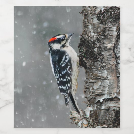 Downy Woodpecker in sneeuw - Originele foto Wijn Etiket (Enkel label)