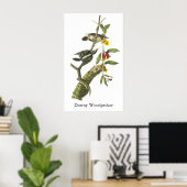 Downy Woodpecker - John Audubon Poster (Thuiskantoor)
