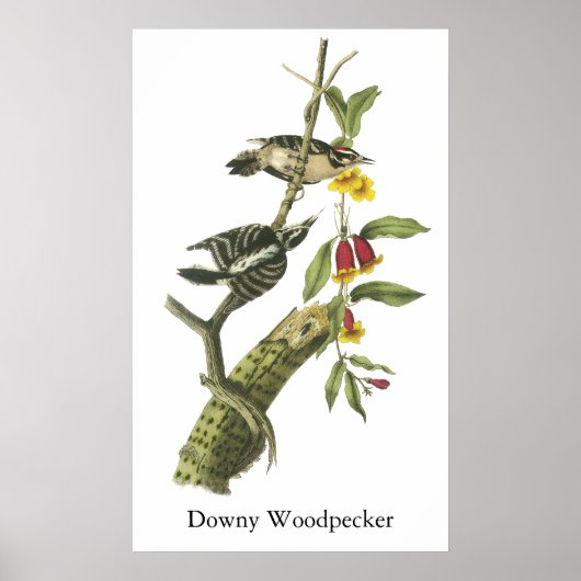 Downy Woodpecker - John Audubon Poster (Voorkant)