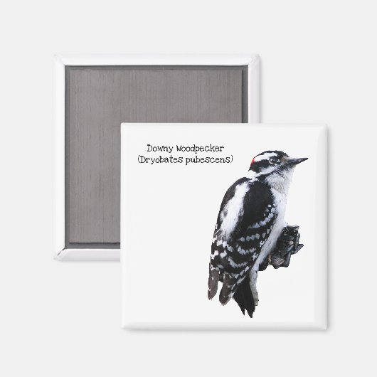 Downy Woodpecker Magneet (Voorkant / Achterkant)