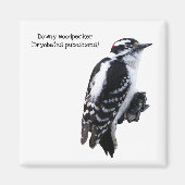 Downy Woodpecker Magneet (Voorkant)